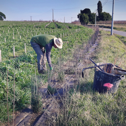 Visuel Instagram biodynamie agroforesterie